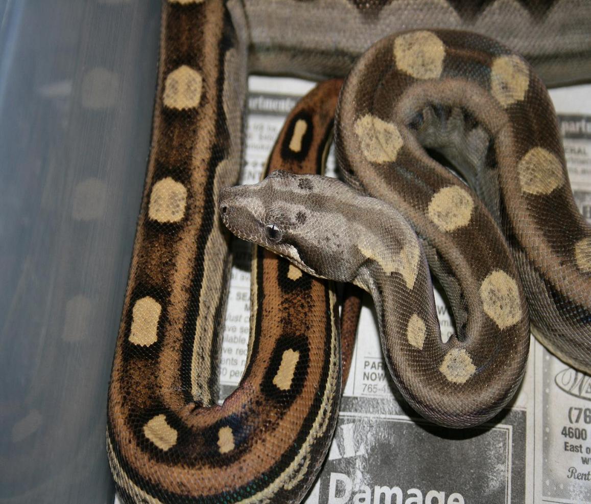 fresh shed!
