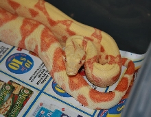 2 year old sunglow male