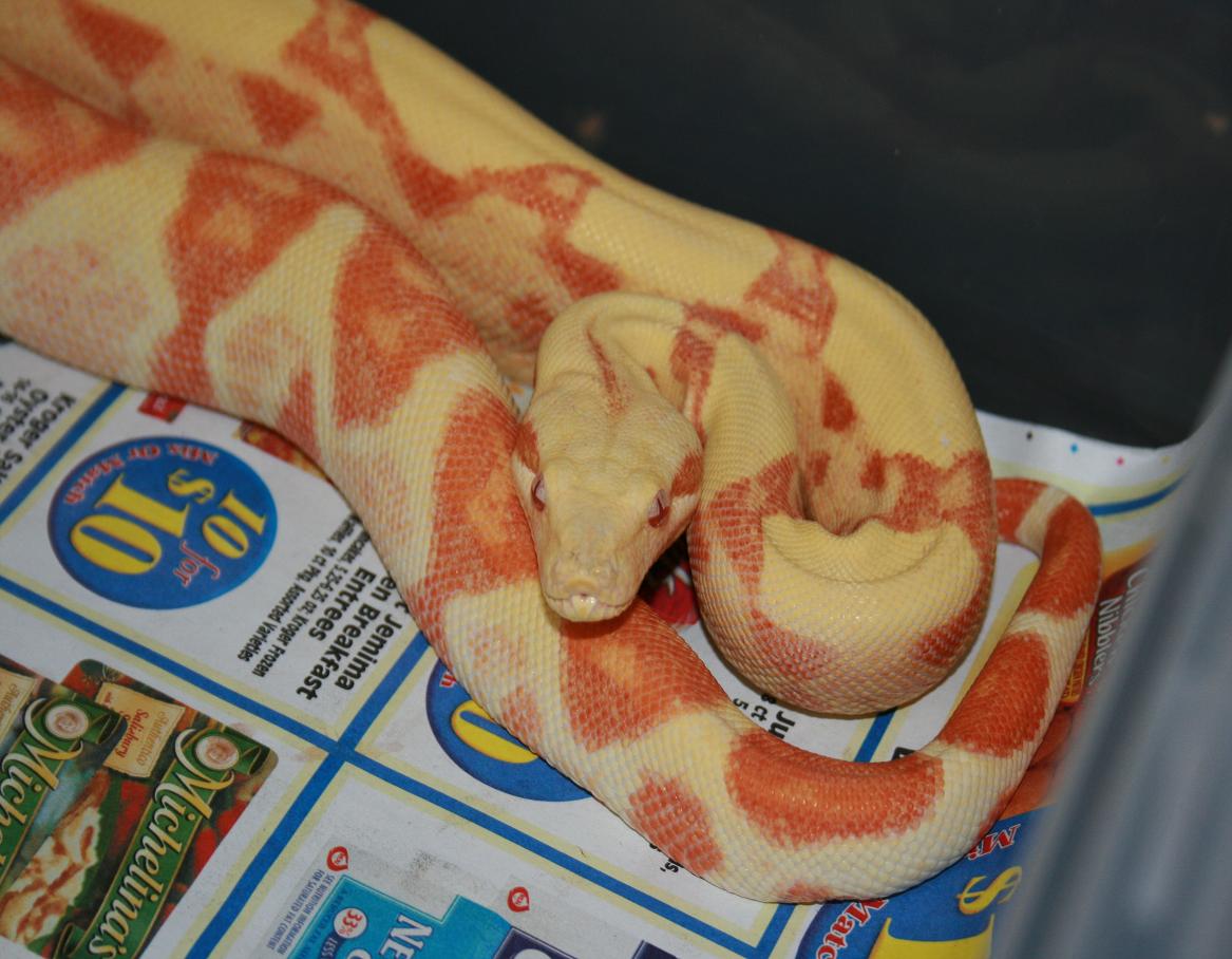2 year old sunglow male