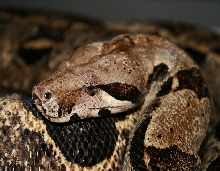 Het albino Storm