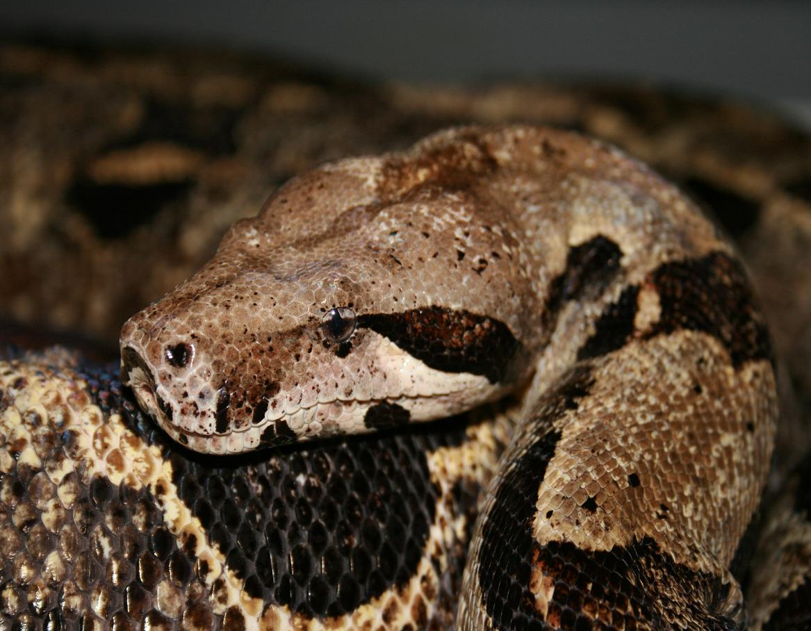 Het albino Storm