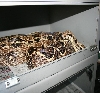 Het albino storm