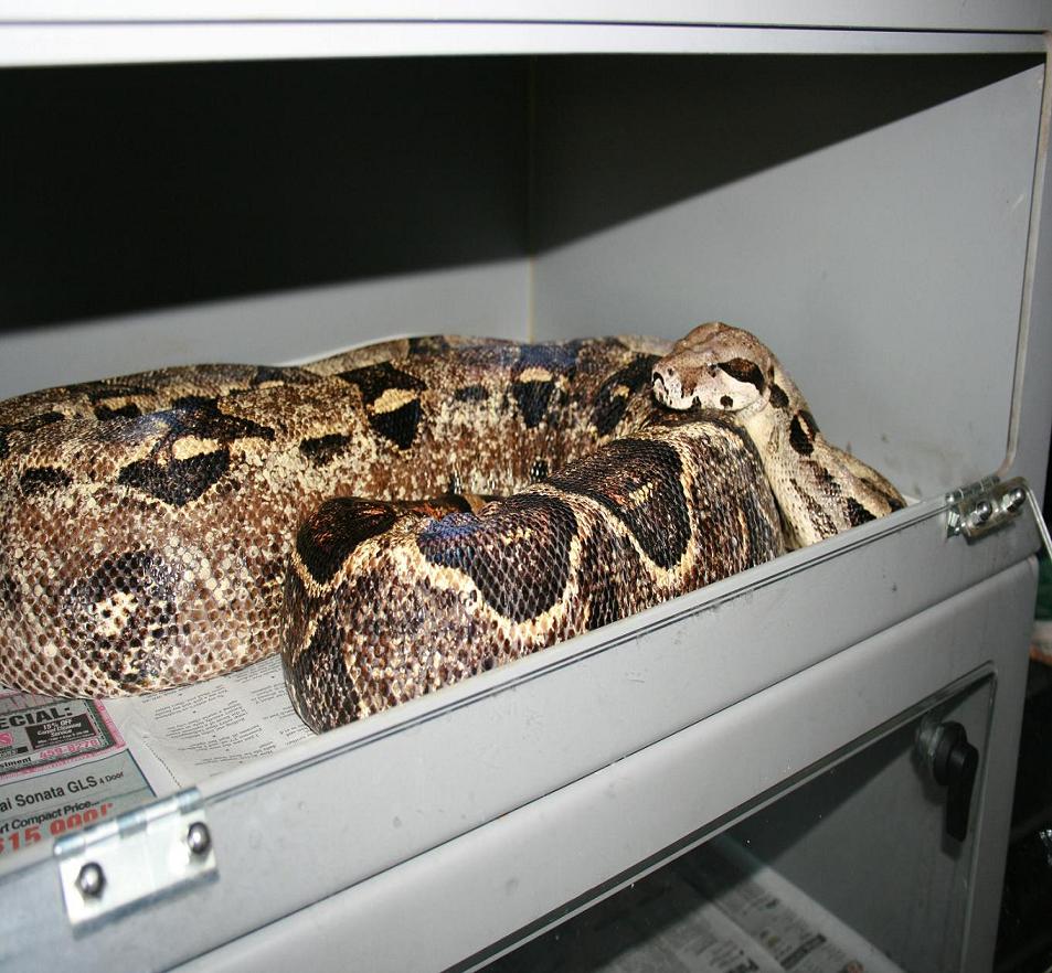 Het albino storm