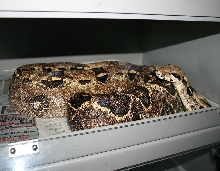 het albino storm