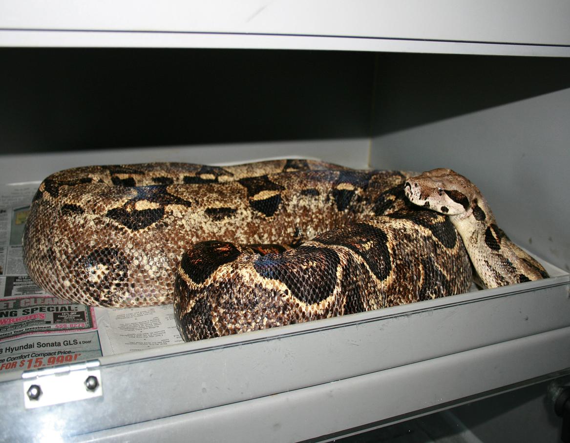 het albino storm