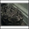 My boa