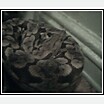 My boa