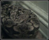 My boa