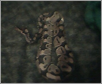 This is my first BP