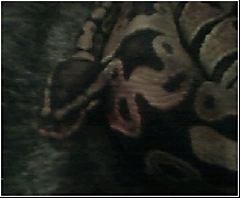 this is my BP