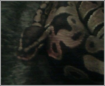 this is my BP
