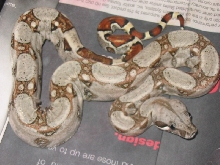 My new snake