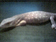 savanna monitor