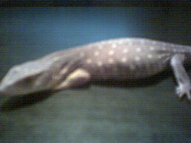 savanna monitor