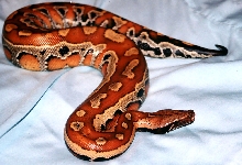 PYTHON CURTUS BRONGERSMAI 2
