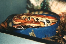 PYTHON CURTUS BRONGERSMAI 1