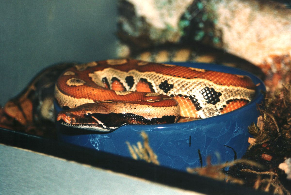 PYTHON CURTUS BRONGERSMAI 1