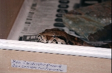 BOA CONSTRICTOR IMPERATOR 2