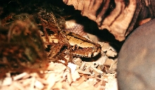 PYTHON CURTUS BREITENSTEINI 1