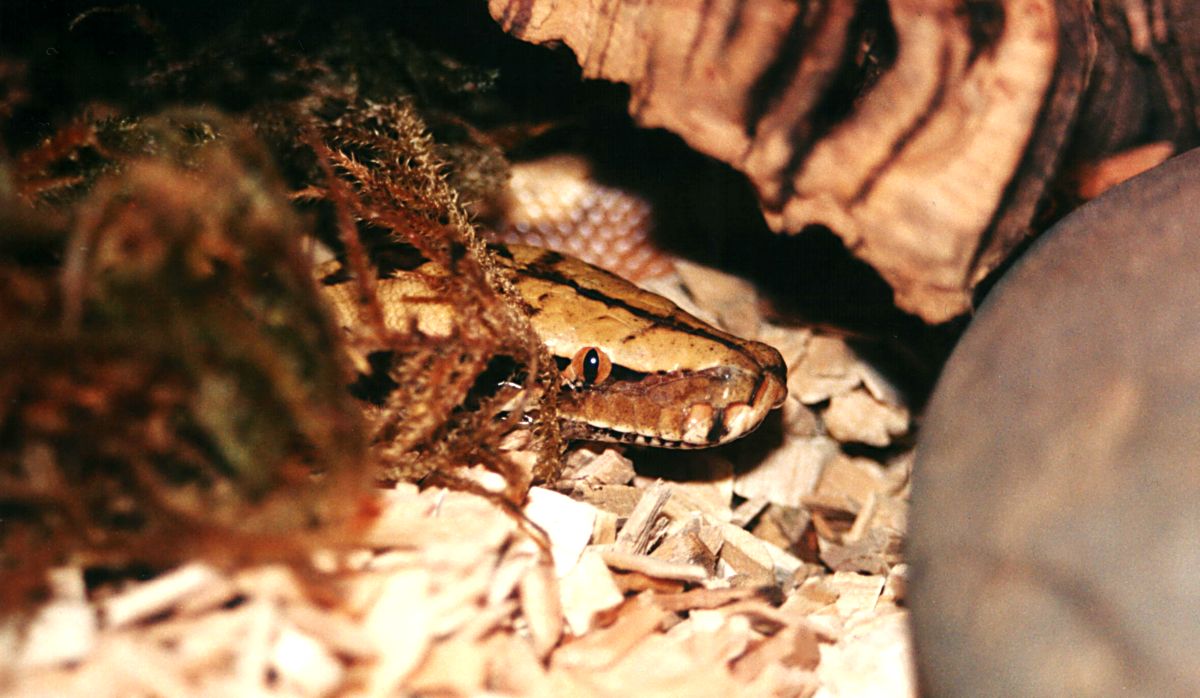 PYTHON CURTUS BREITENSTEINI 1