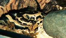 PYTHON CURTUS BREITENSTEINI 2