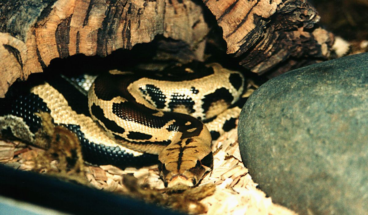 PYTHON CURTUS BREITENSTEINI 2