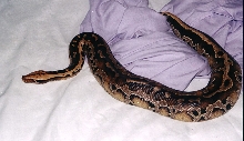 PYTHON CURTUS BREITENSTEINI 3