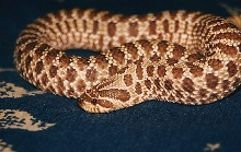 HETERODON NASICUS THE PERFECT START TO THE WORLD OF VENOM