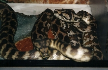 PYTHON SPILOTA VARIGATA  IRIAN JAYA CARPET 1
