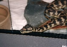 PYTHON SPILOTA VARIGATA  IRIAN JAYA CARPET 2