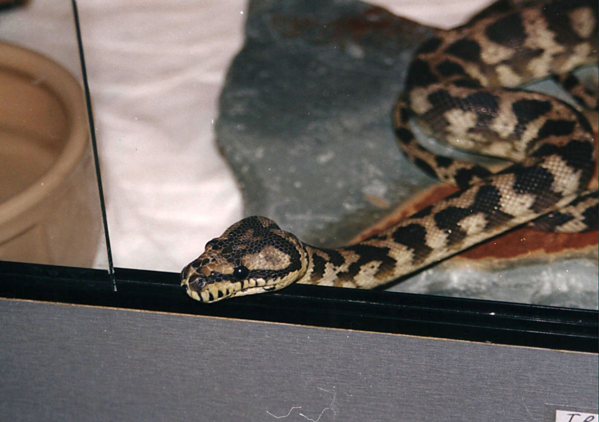PYTHON SPILOTA VARIGATA  IRIAN JAYA CARPET 2