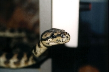 PYTHON SPILOTA VARIGATA  IRIAN JAYA CARPET 3