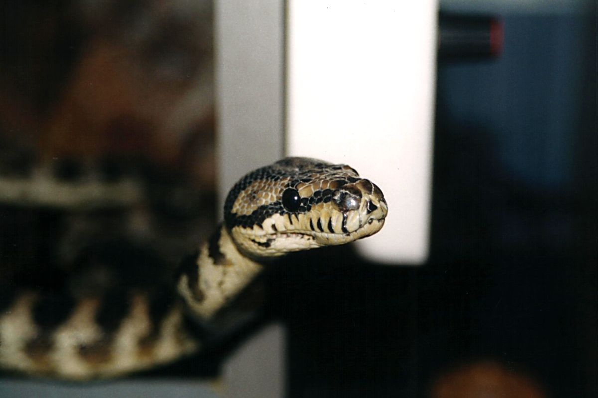 PYTHON SPILOTA VARIGATA  IRIAN JAYA CARPET 3