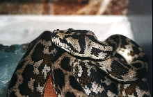 PYTHON SPILOTA VARIGATA  IRIAN JAYA CARPET 4