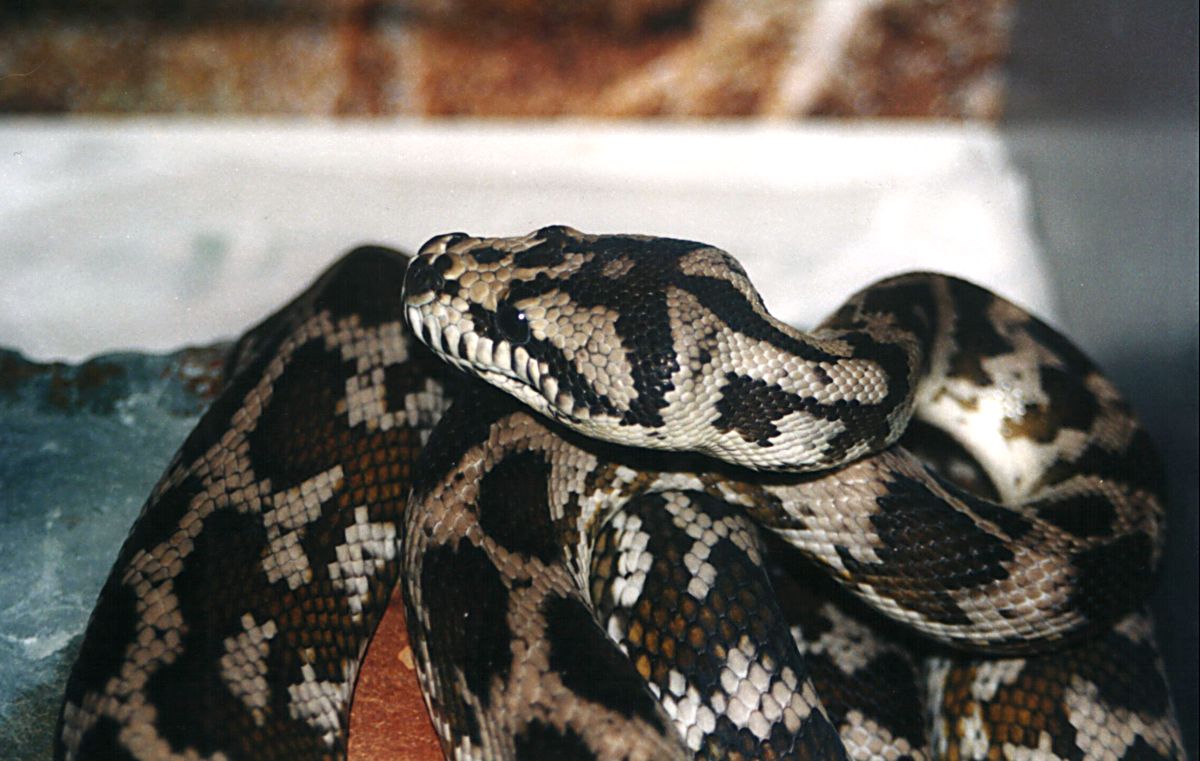 PYTHON SPILOTA VARIGATA  IRIAN JAYA CARPET 4