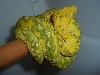 chondro