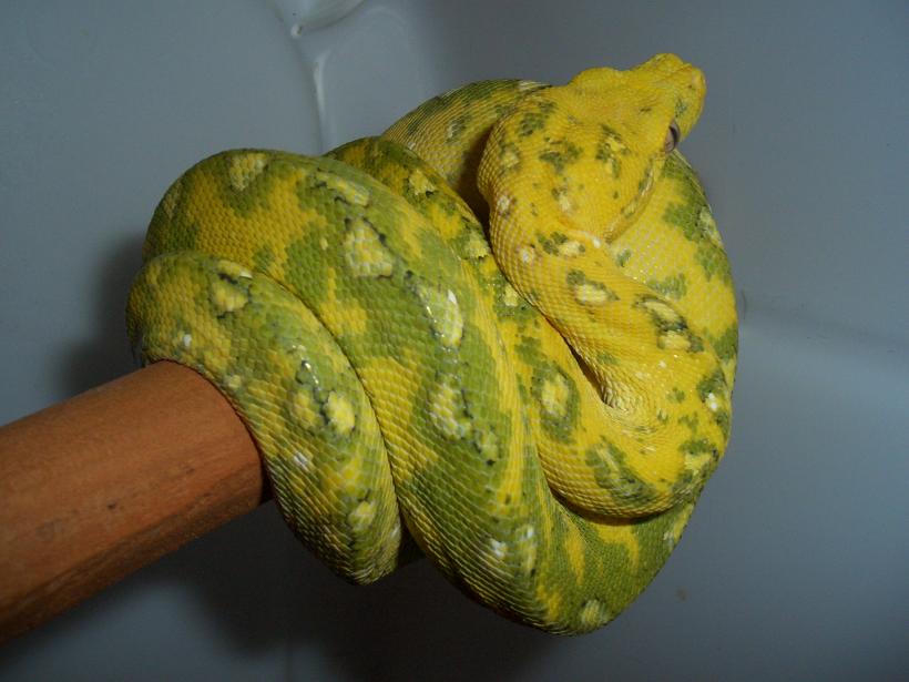 chondro