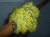 chondro