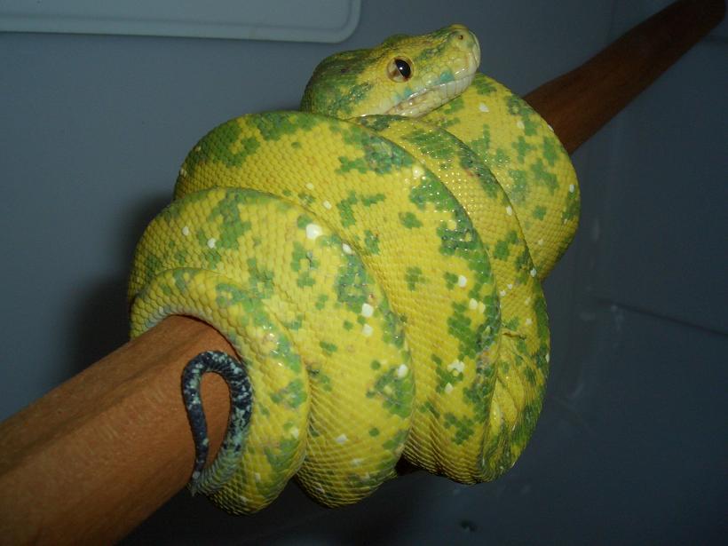 chondro