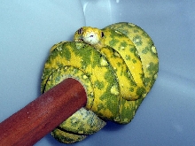 yellow