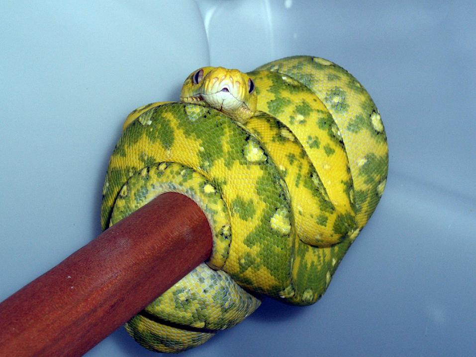 yellow