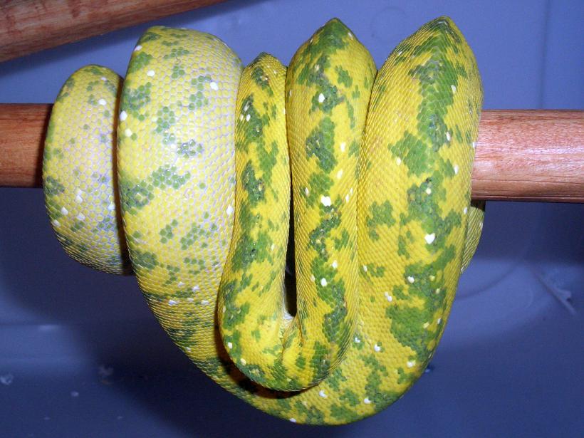 yellow