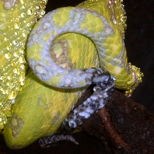 tail