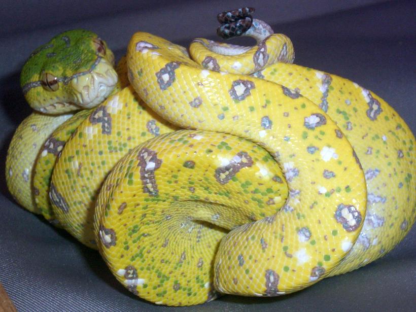 snake