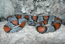 1st Ho Draw male