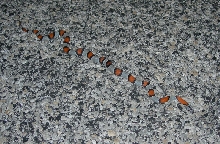 1st Ho Draw male insitu