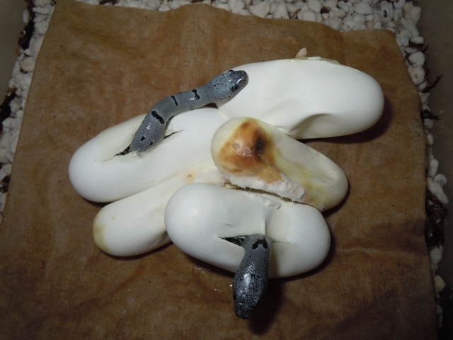 east sandy eggs hatching