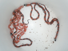 Hypo-E Sinaloans
