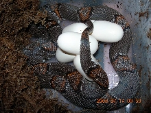 alterna laying eggs