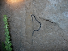 east sandy female insitu